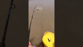 fishing big fish catfish insane whopper plopper river monster fish fishing attack viral [upl. by Eissac]