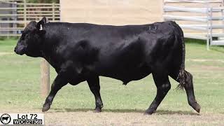 Lot 72 WDC22T369 Coonamble Angus 2024 [upl. by Notsniw]