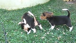 Beagle Puppies For Sale In Pa [upl. by Fullerton]