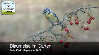 Blaumeisen im Garten Dohr Eifel September 2022 [upl. by Terena]