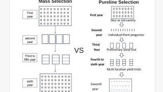 Different Wetvine mass selection and pure line selection [upl. by Papp]