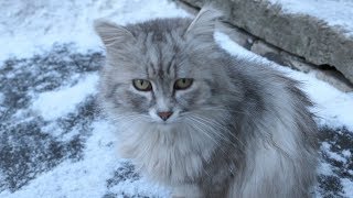 Two tortie cats with a fluffy cat in the early morning at breakfast [upl. by Assenar]