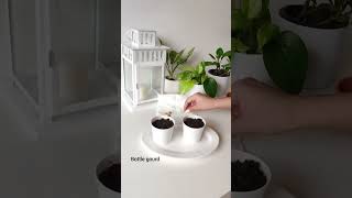 How to grow from seeds in containers [upl. by Drais]