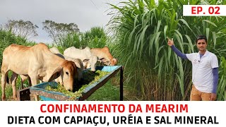 Bezerros Confinados Comendo Capiaçu Uréia e Sal MineralDieta Inicial do Confinamento [upl. by Eicyac97]