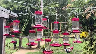 AMAZING Hummingbird swarm 2024 fall migration [upl. by Klehm495]