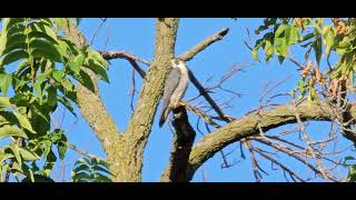 Peregrine Falcon Falco peregrinus [upl. by Eeleimaj579]