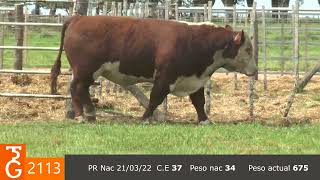 TORO 2113 Hereford [upl. by Andras256]