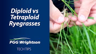 Diploid vs Tetraploid Ryegrasses  PGG Wrightson Tech Tips [upl. by Yenwat]