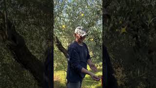 Raccolta olive 2024 🫒💪🏻pt1 raccoltaolive olive olives vlog farmlife olivetree [upl. by Kip]