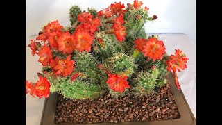 Cleaning Large CACTUS🌵Echinocereus triglochidiatus🌵 Episode 136 [upl. by Dredi998]