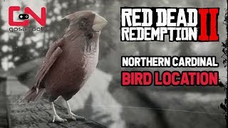 Red Dead Redemption 2  Northern Cardinal Bird Location  Perfect Cardinal Carcass [upl. by Bunni]