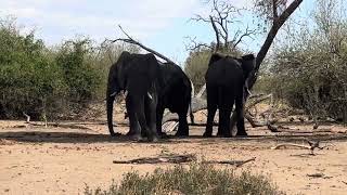 Chobe national park Botswana [upl. by Llevra]