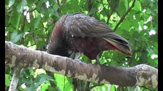 Kaka preening  Nestor meridionalis [upl. by Adnwahs]