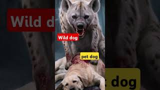 Wild dog Vs Pet dog [upl. by Nnylcaj573]