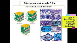 6 Folha Estrutura Geral  Sistema de Tecidos 67 [upl. by Naryt]