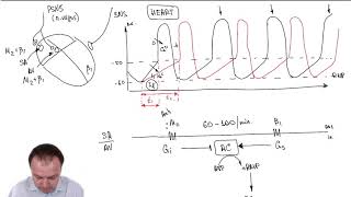 Chronotropic Effect Part 33 [upl. by Ahsemrak]