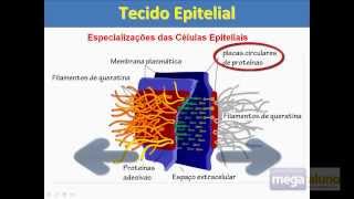 Megaaluno Tecido Epitelial Especializações da Membrana Plasmática [upl. by Nemracledairam871]