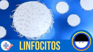 ¿Qué son los linfocitos  ¿Qué son los anticuerpos o inmunoglobulinas  Breve definición animada [upl. by Delaryd693]