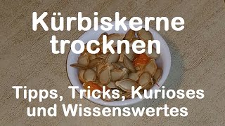 Kürbiskerne trocknen Kerne von einem Kürbis waschen auslösen  Anleitung mit Video Butterling [upl. by Yemaj]