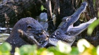 Cuddly Otter KILLS and EATS a Baby Alligator [upl. by Heins]