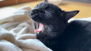 あくびをする黒猫さんYawning Black Cats [upl. by Leribag]