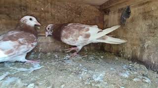 chokka pully good quality high flyer 👍🏻pigeon bird kabootar kabutar [upl. by Yolande]