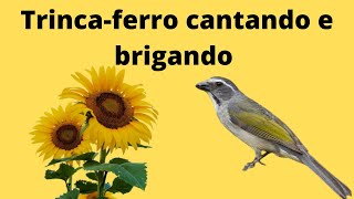 Trincaferro cantando  top [upl. by Llednar]