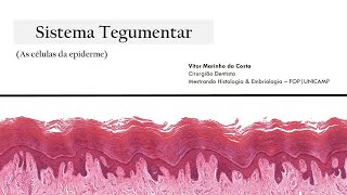 Sistema Tegumentar  As células da epiderme Queratinócitos melanócitos e células de Langerhans [upl. by Llerroj]