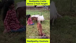 Cute Nadipathy cows 😍shorts viral yt miniature reels tiktok cute cow trend srikrishna [upl. by Mozelle]