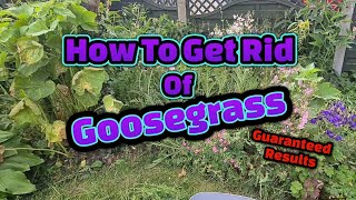 How to get rid of goosegrass [upl. by Schrick]