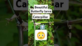 Bamboo treebrown larva letheeuropa butterfly larvaButterfly lifecycle shorts butterfly nature [upl. by Uyerta]