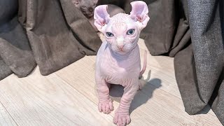 Cute Sphynx Cat  Hairless Cat [upl. by Hagood]