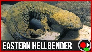 We Found a MASSIVE 2 Salamander  Hellbenders Explained [upl. by Etnom]