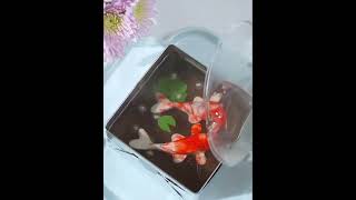 PuPus Cake  Koi Carp · Longjing Tea Jelly cakedesignbakingdessertfood [upl. by Zia417]