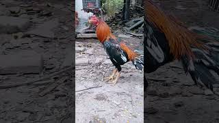 Come Here Buddy rooster roostercollection chickenfarm [upl. by Rana608]