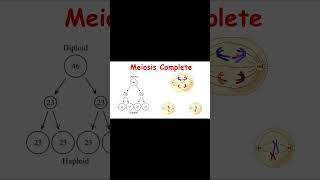 Meiosis Summary I Watch Full on my YouTube Channel quotLearn Medical Health Sciences with Dr Shaistaquot [upl. by Leohcin]