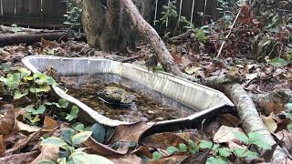 Kinglet Crazy  10312023 Kinglet Bathing Drinking and More [upl. by Trella74]