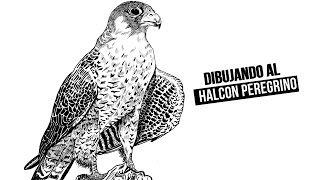 Dibujando al Halcón PeregrinoDrawing the Peregrine Falcon [upl. by Benilda]