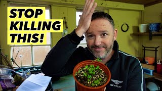 How To Stop Killing Your String of Pearls Houseplant  Senecio Rowleyanus Care Guide [upl. by Isidore]