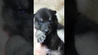 Black Blue Eyed Wolf Dog Puppy [upl. by Athalla]