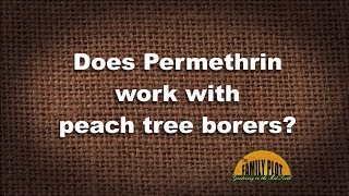 QampA – Does permethrin work with peachtree borers [upl. by Aerdnu]