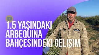 15 yaşındaki Arbequina zeytin bahçesindeki gelişim ve çiftçi görüşleri [upl. by Xuaeb]