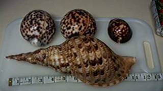 Giant Hawaiian Tiger Cowries quotMy Shell Collectionquot [upl. by Patricia]