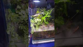 Best paludarium aquarium setup by shibaloy aqua Nature Mist maker Moss  Fountain aquarium [upl. by Ahsilrac]