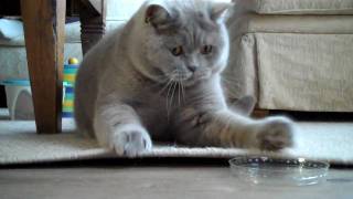 British shorthair Perry playing with cap [upl. by Sgninnej]