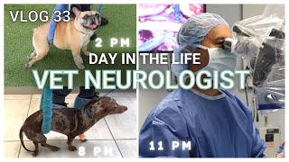 French Bulldog with IVDD Has 50 Chance of Walking Again  Vlog 33 [upl. by Mehetabel2]