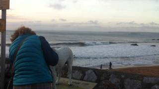 Tracey and shivering Jasper at Hope Cove [upl. by Acinna431]