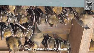 LESSER DOGFACED FRUIT BATS Singapore [upl. by Gnal458]