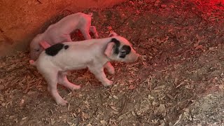 Piglets on the Homestead [upl. by Acinehs175]