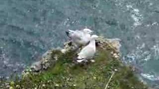 Herring Gulls Courtship [upl. by Joan]